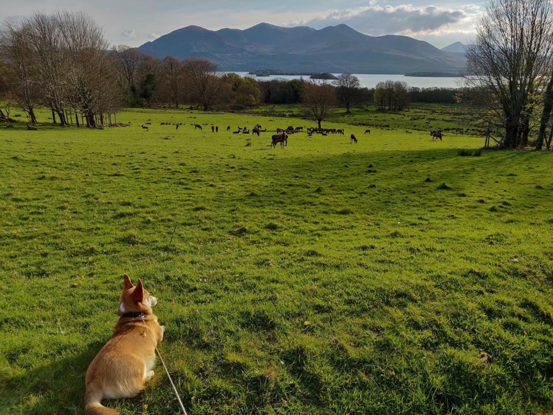 Acara B&B Killarney Exteriér fotografie